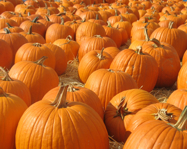 Kids Sarasota and Bradenton: Pumpkin Patches - Fun 4 Manasota Kids
