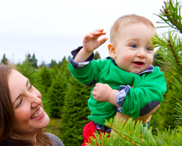 Kids Sarasota and Bradenton: Christmas Tree Farms - Fun 4 Manasota Kids