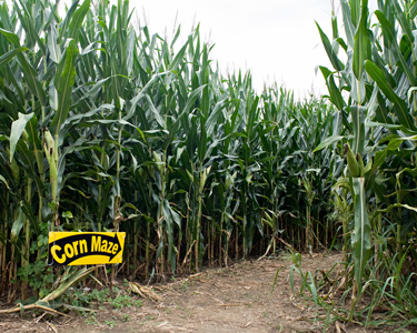 Kids Sarasota and Bradenton: Farm Fun - Fun 4 Manasota Kids