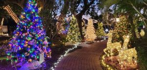 christmas in the garden.jpg