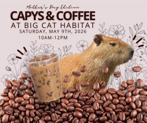 Big Cat Habitat Mother's Day.jpg