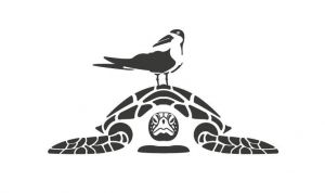 sea turtle.jpg