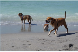 Brohard Beach and Paw Park