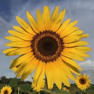 Thomas Family Farms LLC