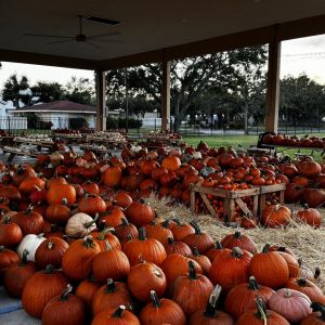 Pumpkin Patch at Trinity United Methodist Church