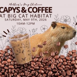 05/09 - Mother's Day Edition Capys & Coffee at Big Cat Habitat