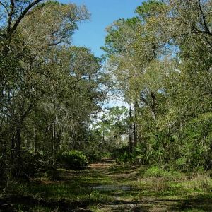 Old Miakka Preserve Trails