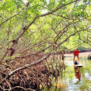 Ted Spering Park-Mangrove Tunnels